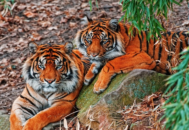 qué significa soñar con tigres