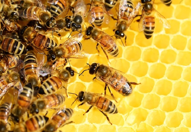 qué significa soñar con abejas