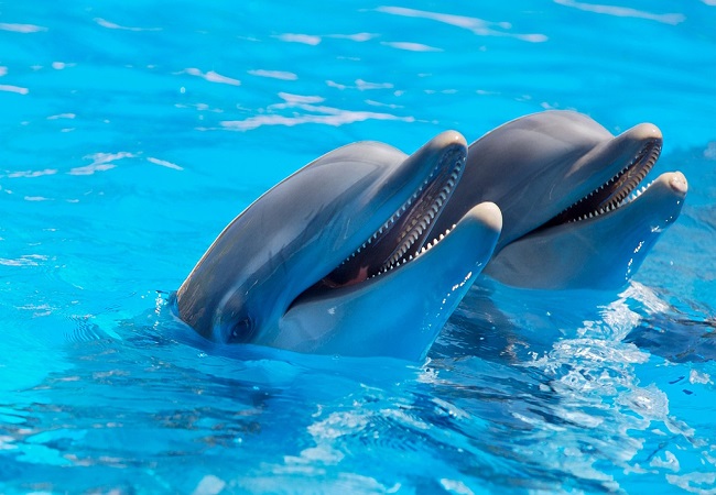 Qué significa soñar con delfines