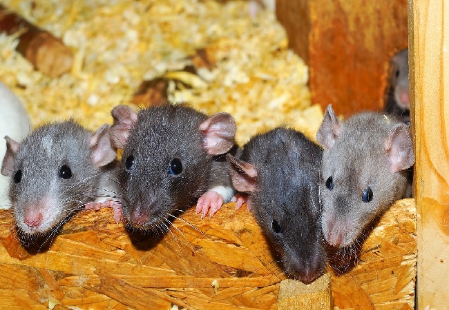qué significa soñar con ratas
